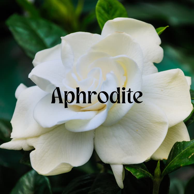 Aphrodite - Poesie Perfume Bottle