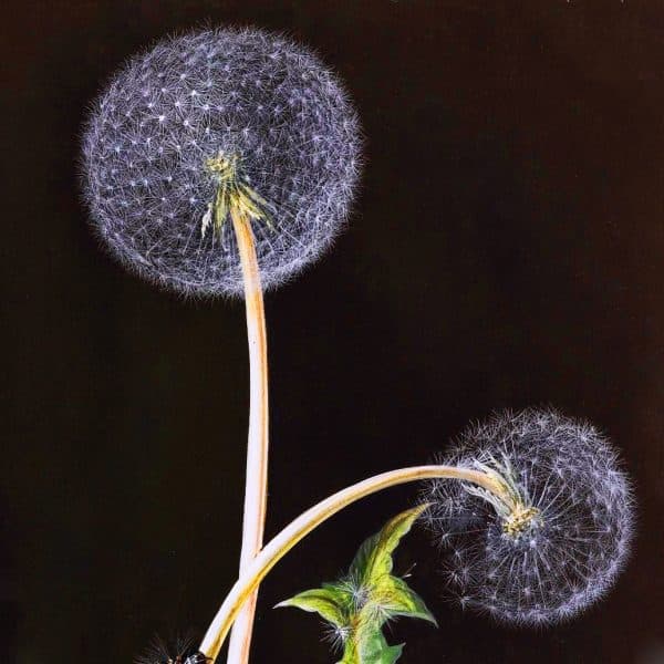 Dandelion Fluff Perfume Bottle