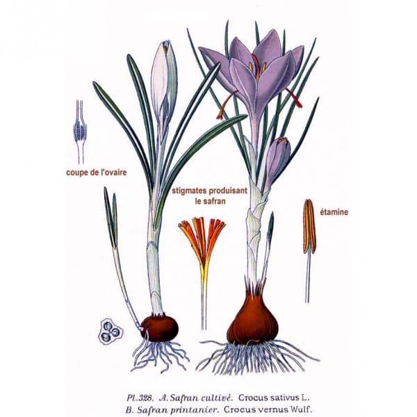 Crocus Pocus(Rev. 1) Perfume Bottle