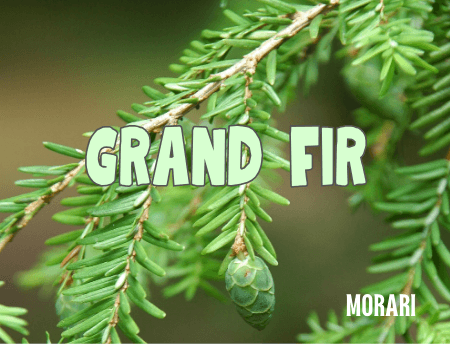 Grand Fir - Grand Fir Needle, Lavender Leaf, Lavender Absolute, Strawberry, Gingergrass, Black Hemlock Perfume Bottle