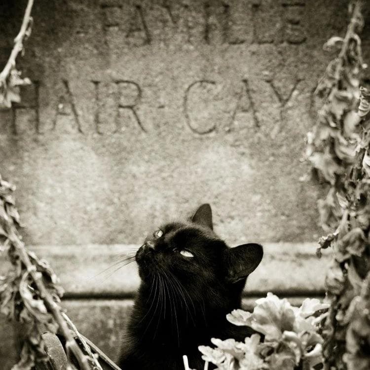 Black Cat - Siren Song Elixirs Perfume Bottle