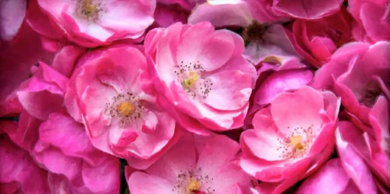 Wild Sweet Roses by Fearless Fragrance
