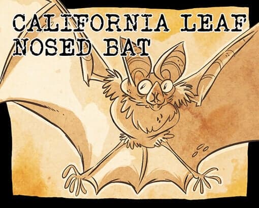 California Leaf-nosed Bat by Black Phoenix Alchemy Lab