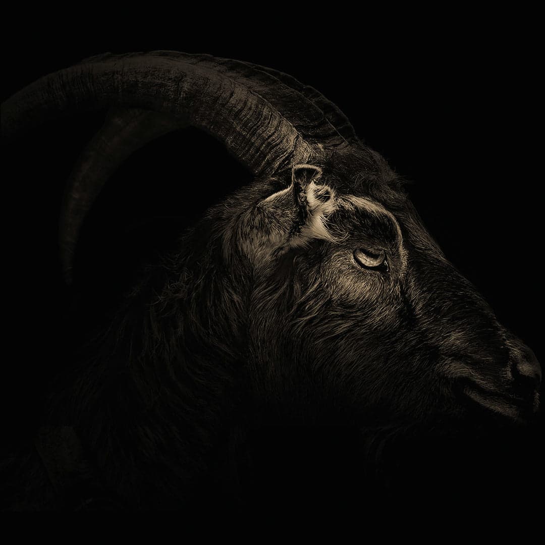 Black Phillip - Siren Song Elixirs Perfume Bottle