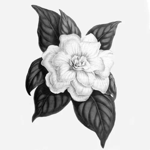 Gardenia - The Strange South by The Strange South