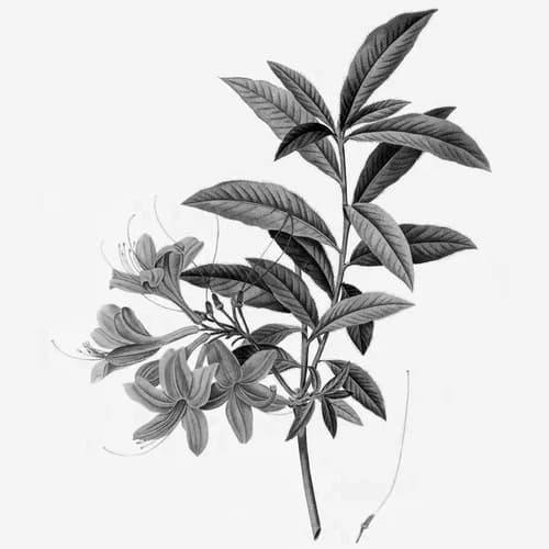 Honeysuckle - The Strange South by The Strange South