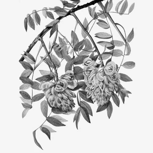Wisteria - The Strange South by The Strange South
