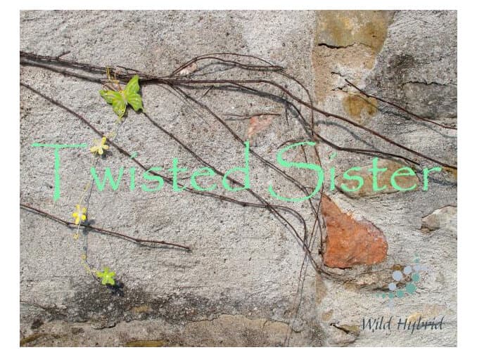 Twisted Sister by Wild Hybrid
