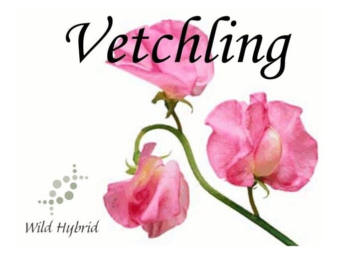 Vetchling by Wild Hybrid