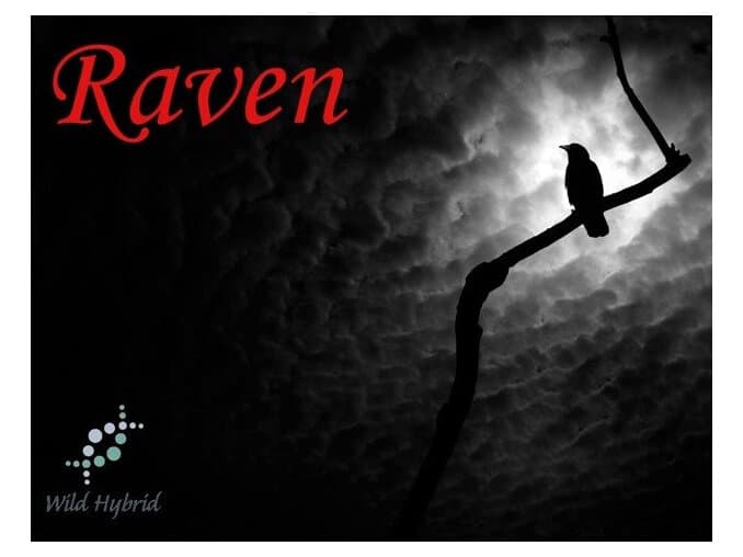 Raven - Wild Hybrid by Wild Hybrid