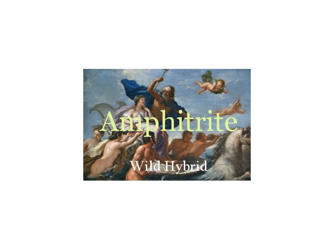 Amphitrite by Wild Hybrid