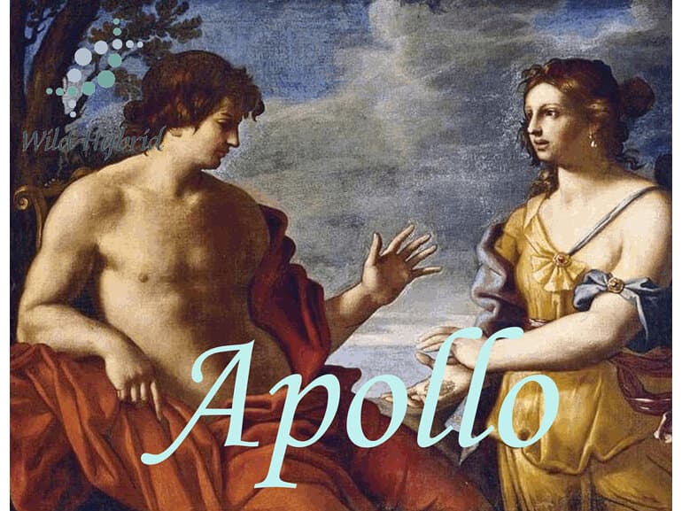 Apollo by Wild Hybrid
