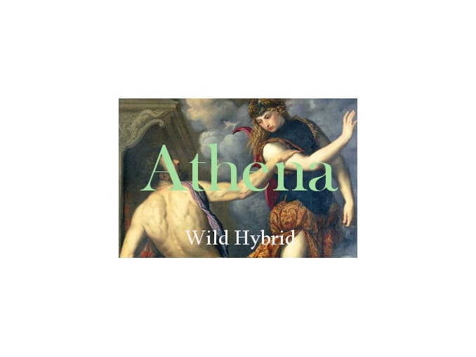Athena by Wild Hybrid