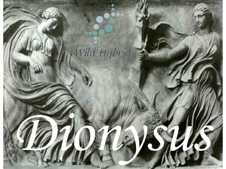 Dionysus - Wild Hybrid by Wild Hybrid