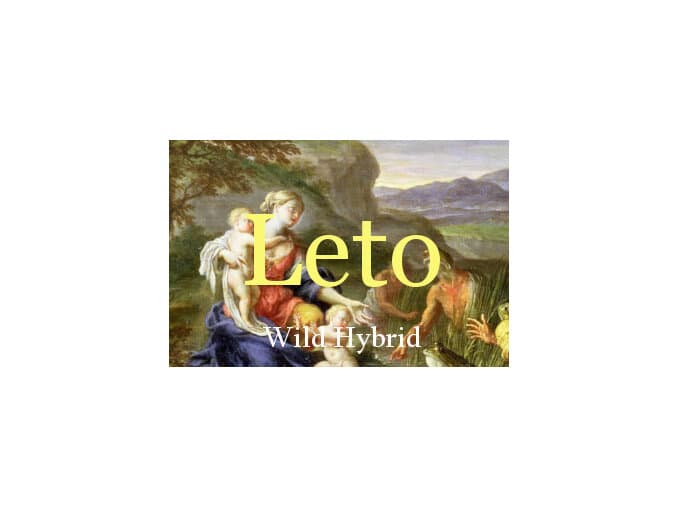Leto by Wild Hybrid