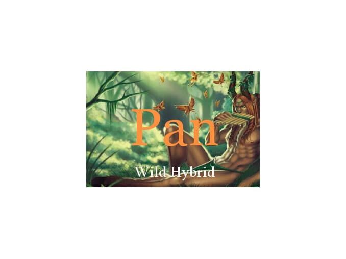 Pan - Wild Hybrid by Wild Hybrid