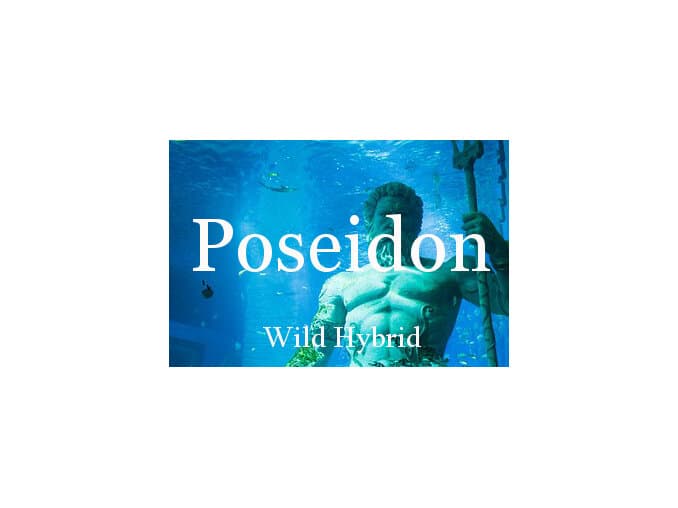 Poseidon - Wild Hybrid by Wild Hybrid