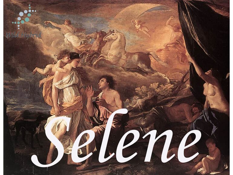 Selene - Wild Hybrid by Wild Hybrid