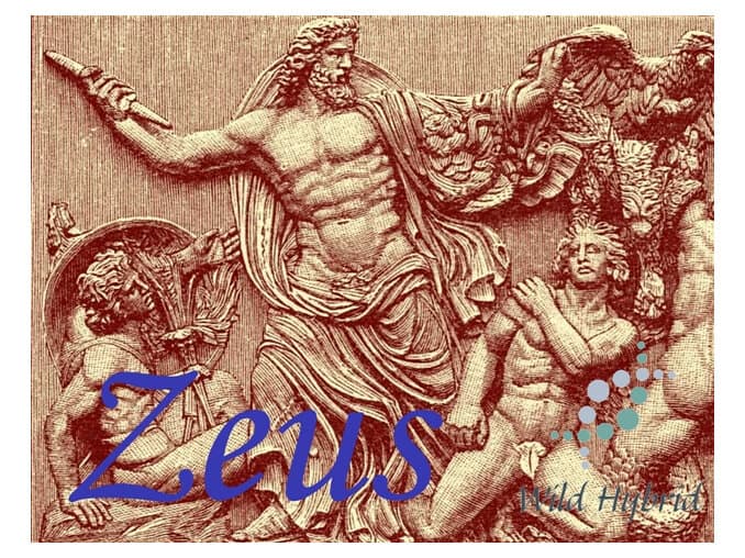 Zeus by Wild Hybrid