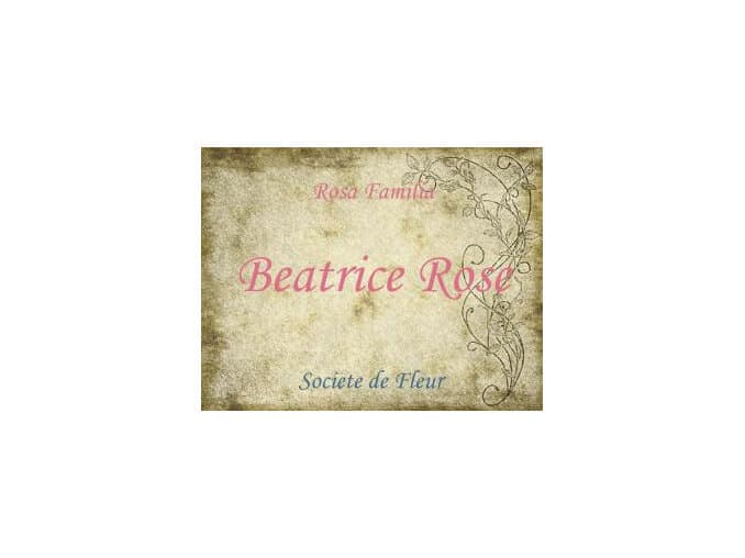 Beatrice Rose by Wild Hybrid