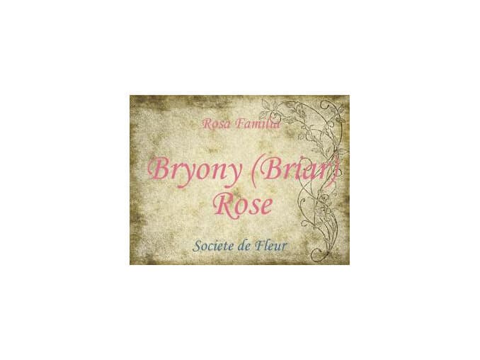 Bryony Rose by Wild Hybrid