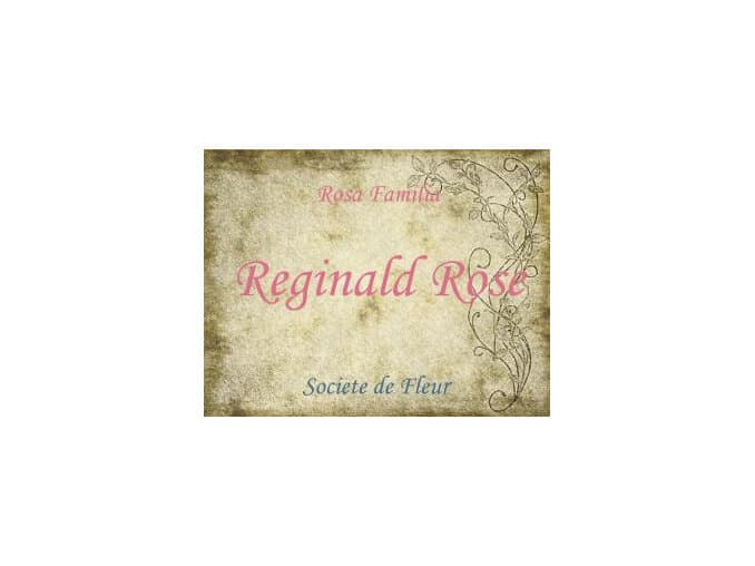 Reginald Rose by Wild Hybrid