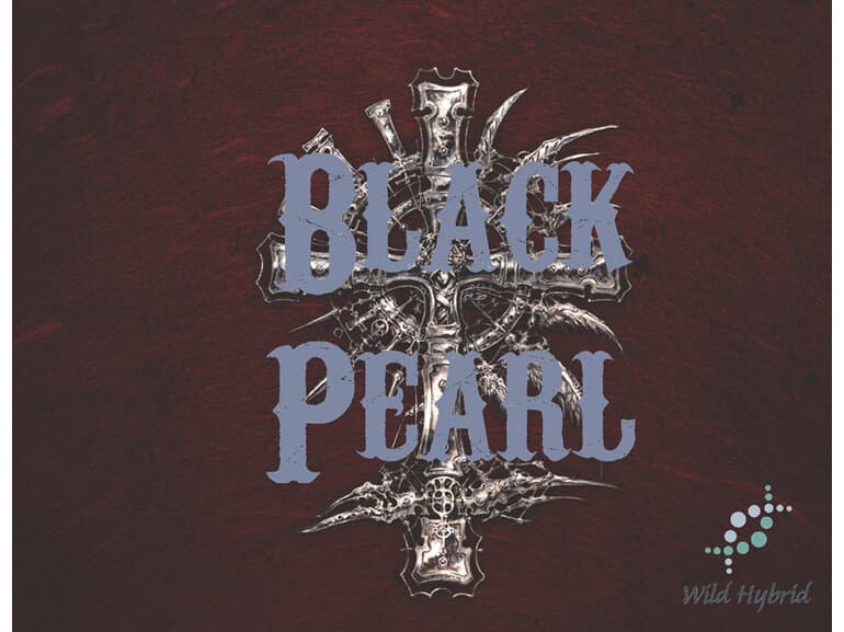 Black Pearl - Wild Hybrid by Wild Hybrid