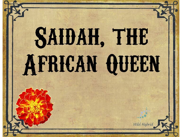 Saidah, The African Queen by Wild Hybrid