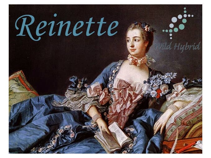 Reinette by Wild Hybrid