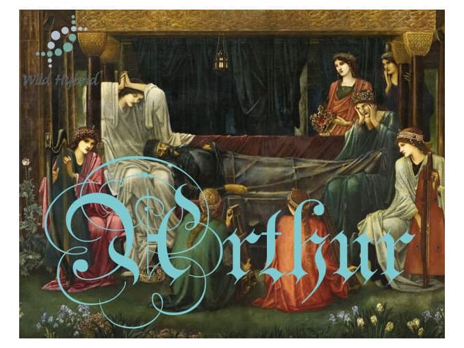 Arthur by Wild Hybrid