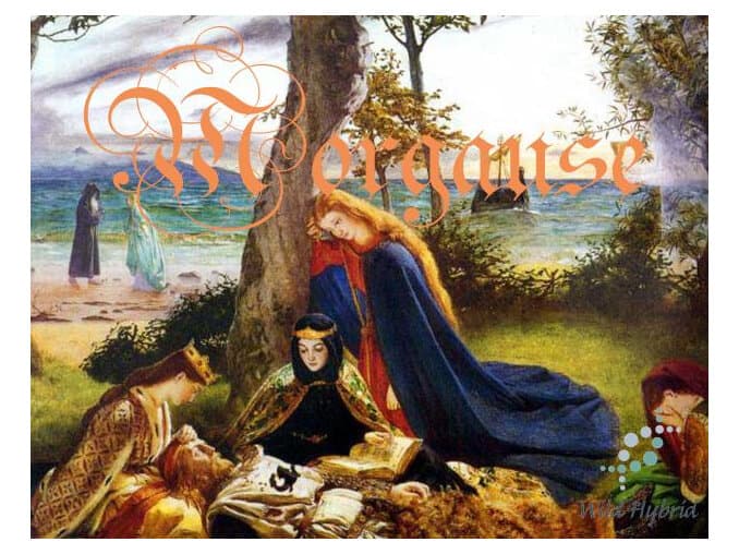 Morgause - Wild Hybrid by Wild Hybrid