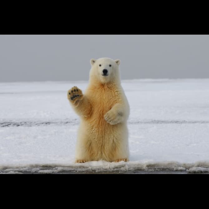 Polar Bear by Fyrinnae