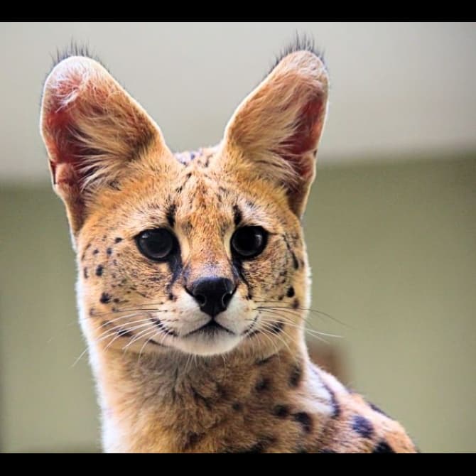 Serval by Fyrinnae