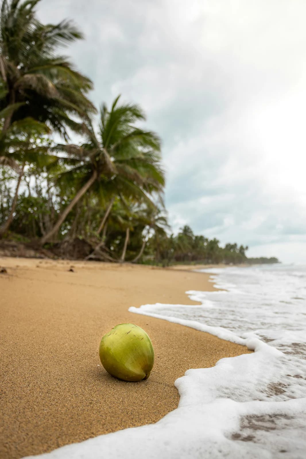 Pitorro De Coco by House of Oubliette