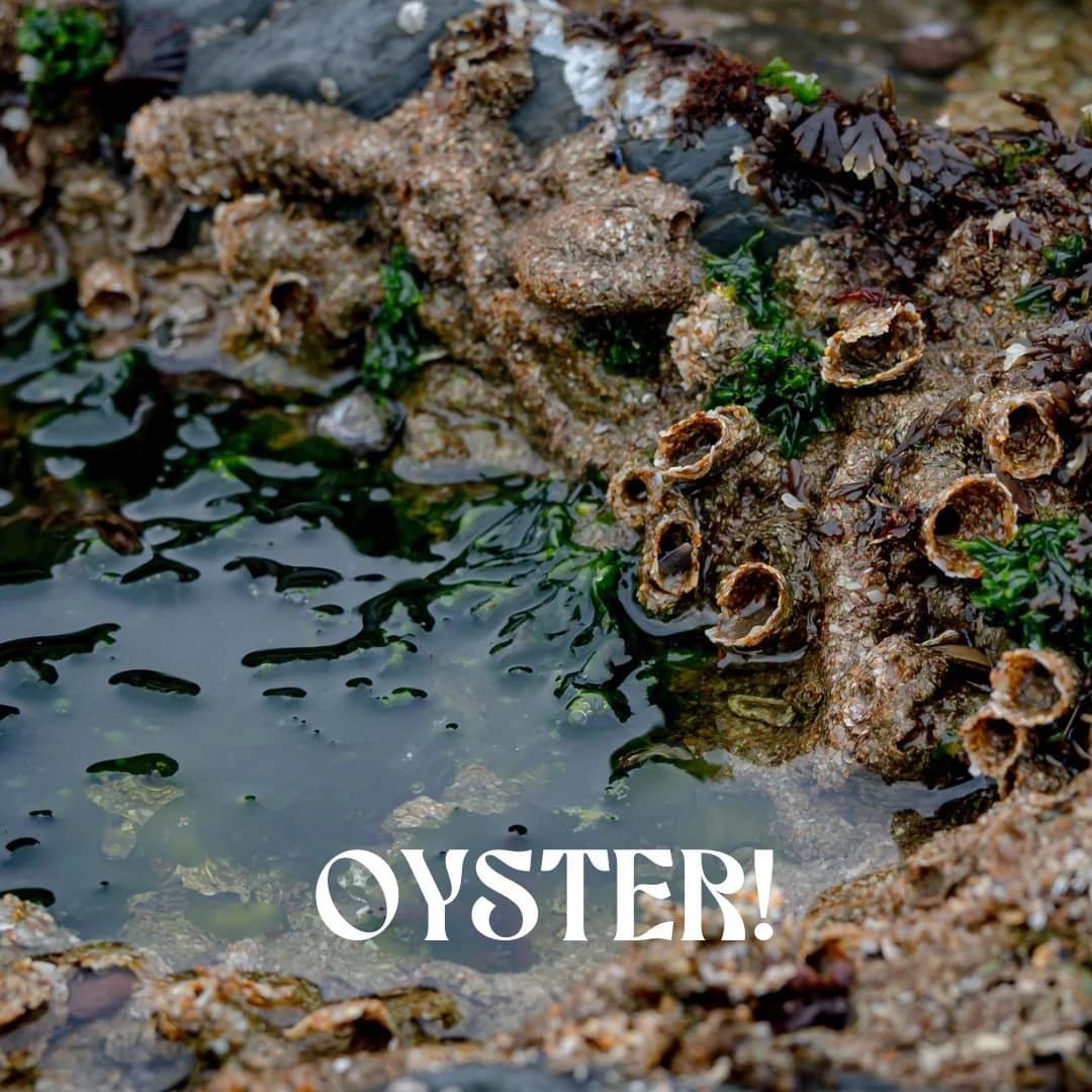 Oyster! Perfume Bottle