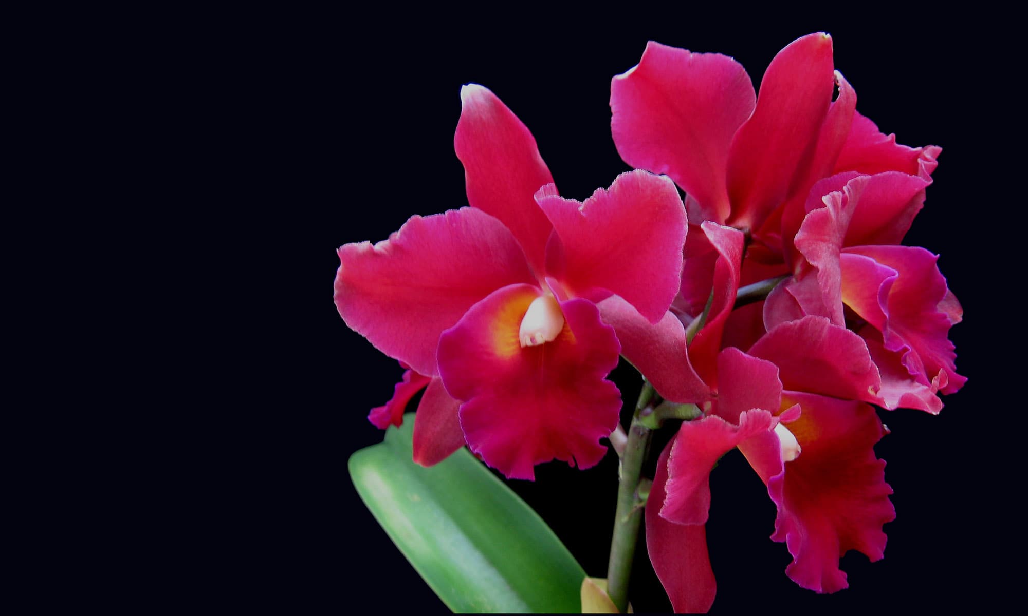 Olympic Orchids Artisan Perfumes