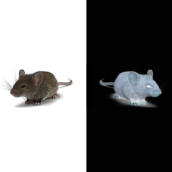 Schrodinger’s Mouse Perfume Bottle