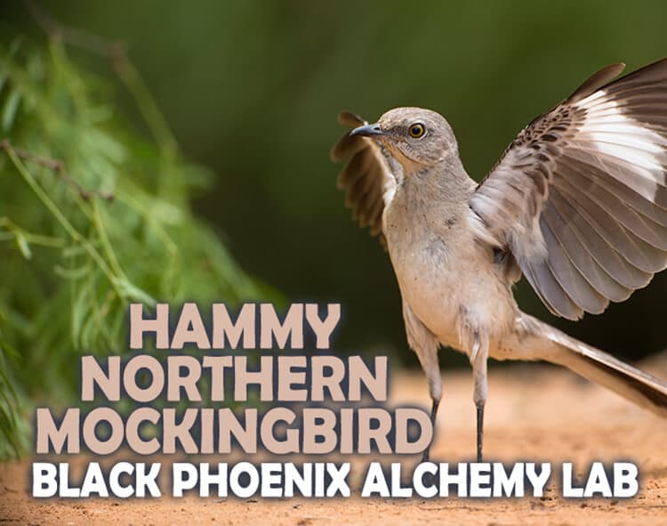 Hammy Northern Mockingbird Perfume Bottle