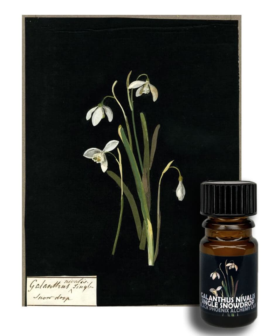 Galanthus Nivalis, Single Snowdrop Perfume Bottle