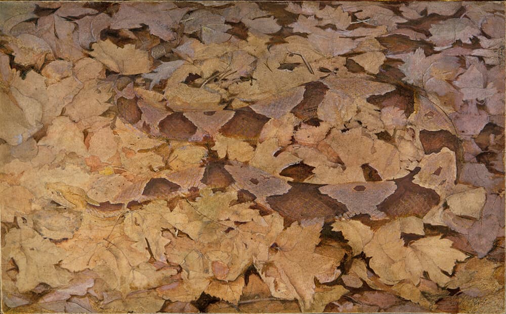 Copperhead Snake on Dead Leaves Perfume Bottle