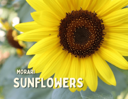 Sunflowers - Cardamom, Orange Blossom, Golden Amber, Cedarwood by Morari Perfumes