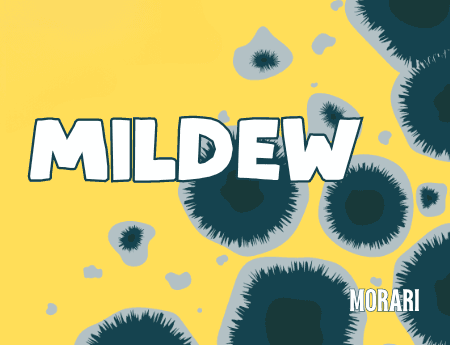 Mildew - Mildew, Algae, Damp Rocks, Chlorine Perfume Bottle