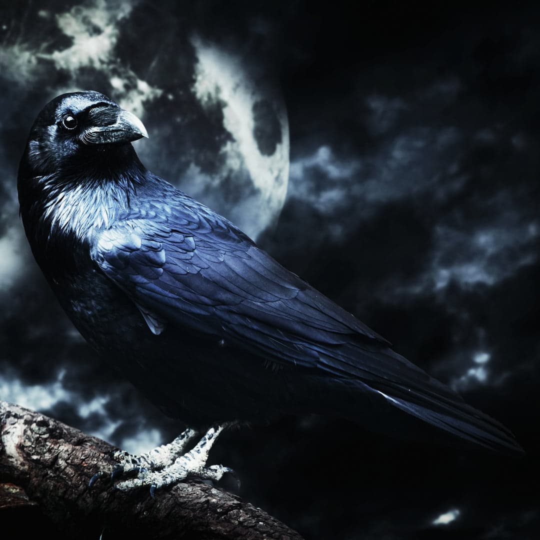 The Raven - Siren Song Elixirs Perfume Bottle
