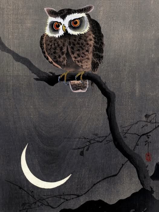 Long Eared Owl on a Bare Tree Branch by Black Phoenix Alchemy Lab