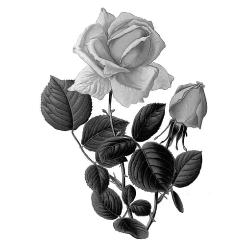 Hothouse Rose by The Strange South