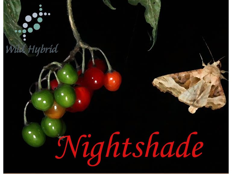 Nightshade - Wild Hybrid by Wild Hybrid