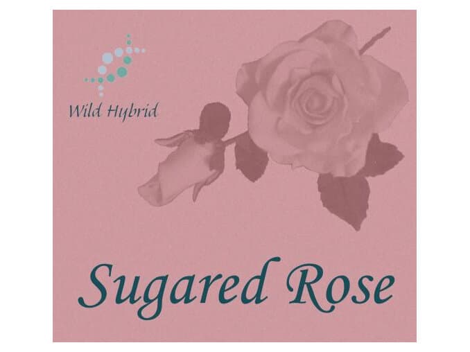Sugared Rose by Wild Hybrid