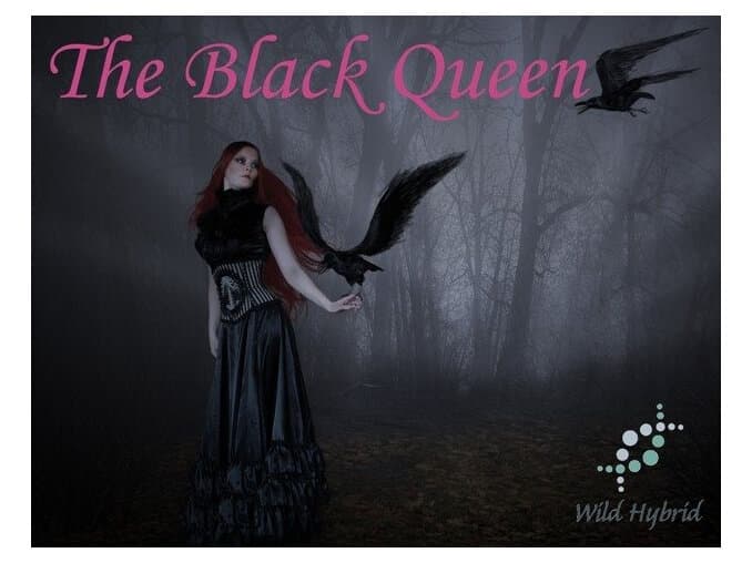 The Black Queen by Wild Hybrid