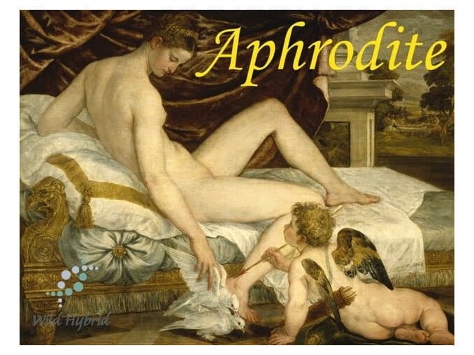 Aphrodite - Wild Hybrid by Wild Hybrid