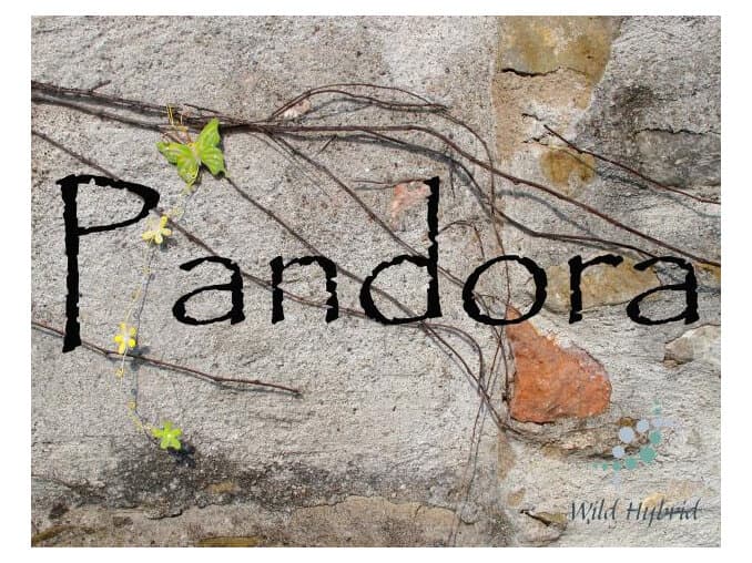 Pandora - Wild Hybrid by Wild Hybrid